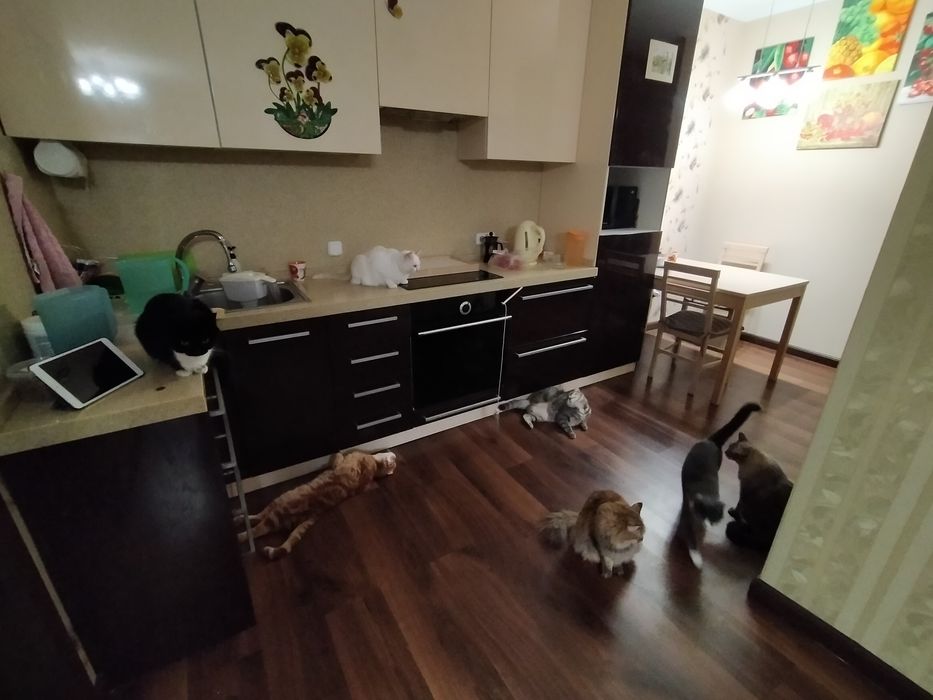 Домашняя передержка для кошек