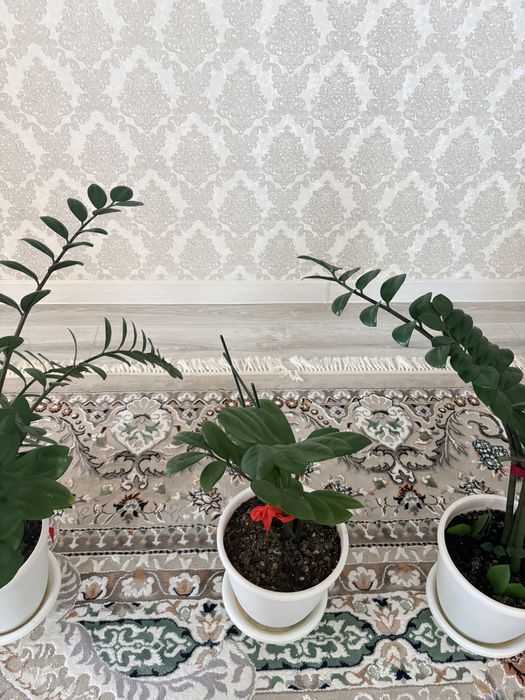 Цветы домашние с горшками