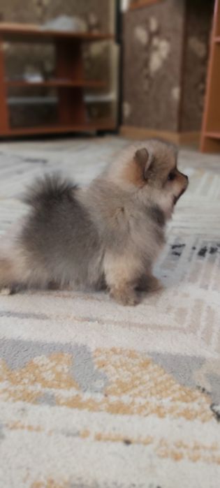 Шпицы мальчики и девочки