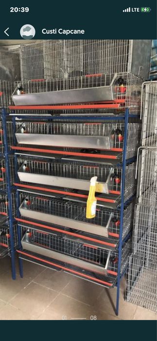 Prepelite oua pui custi maternități capcane