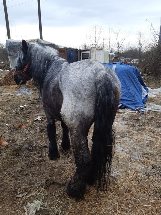 De vanzare hărmăsar bun de ham