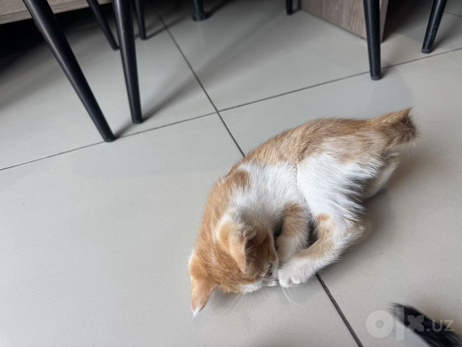 Отдам котенка в добрые руки БЕСПЛАТНО!