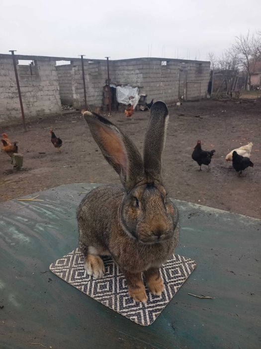 De vânzare , masculi uriaș german din aprilie