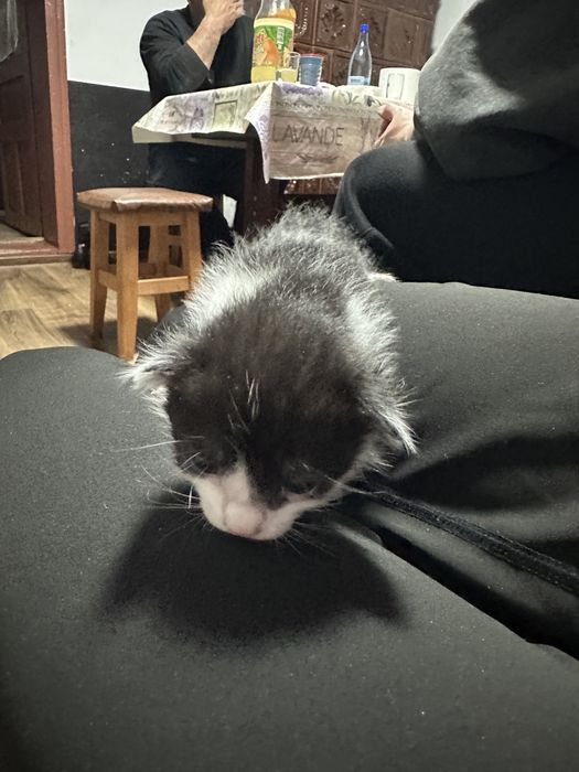 Pisici spre adoptie
