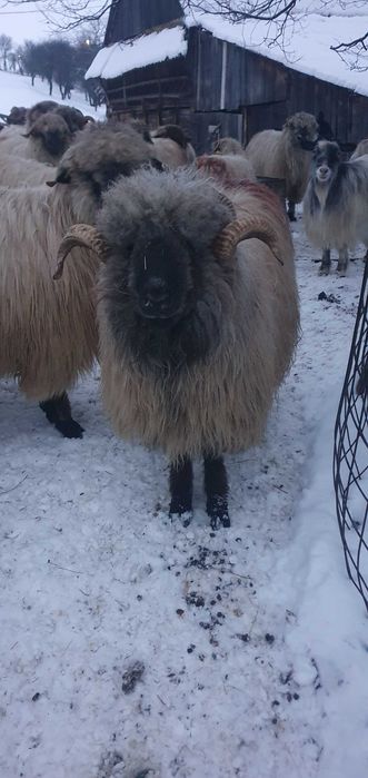 Vand 2 berbeci bucălăi