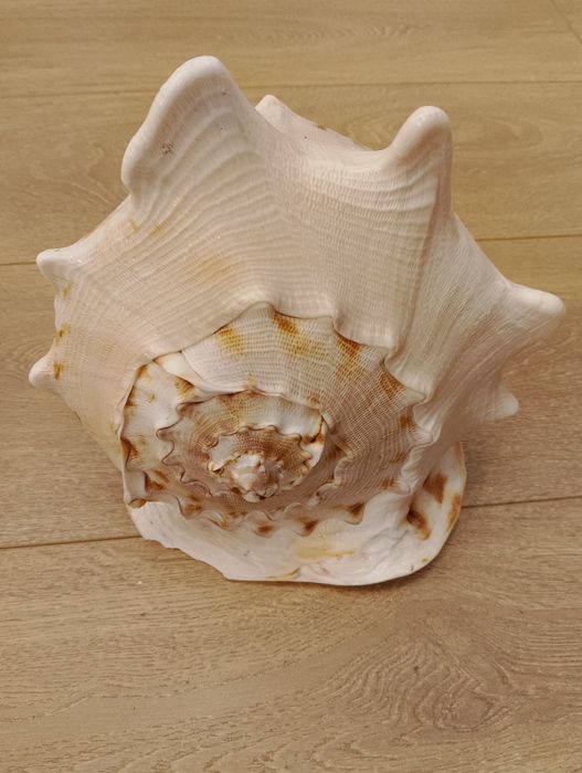 Vând scoica  naturală masivă 25 cm