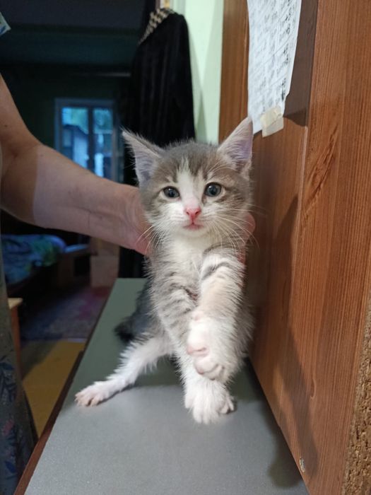 Отдам в добрые руки Котят.