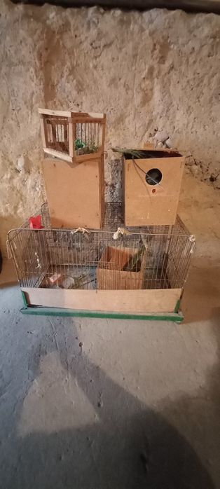 To'tiqush kletka ini