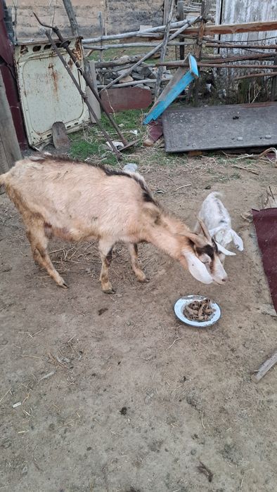 Сүтті тұқымды Ешкі лақтарымен сатамын