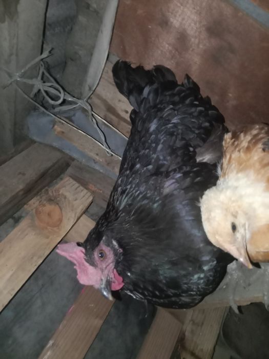 Продам две курицы породы австралоп