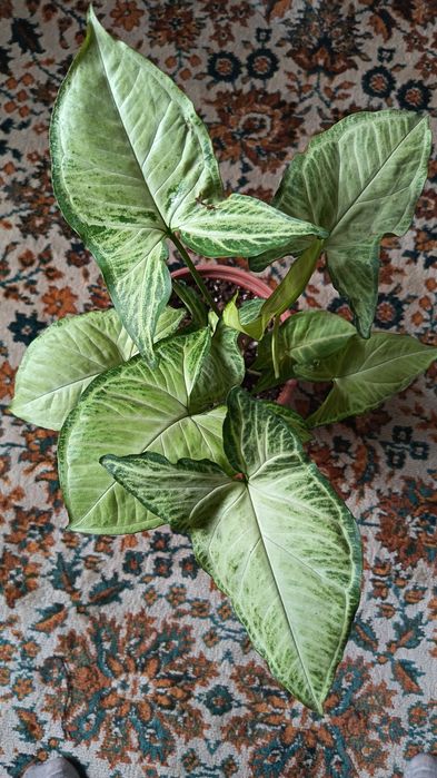 Продам Сингониум