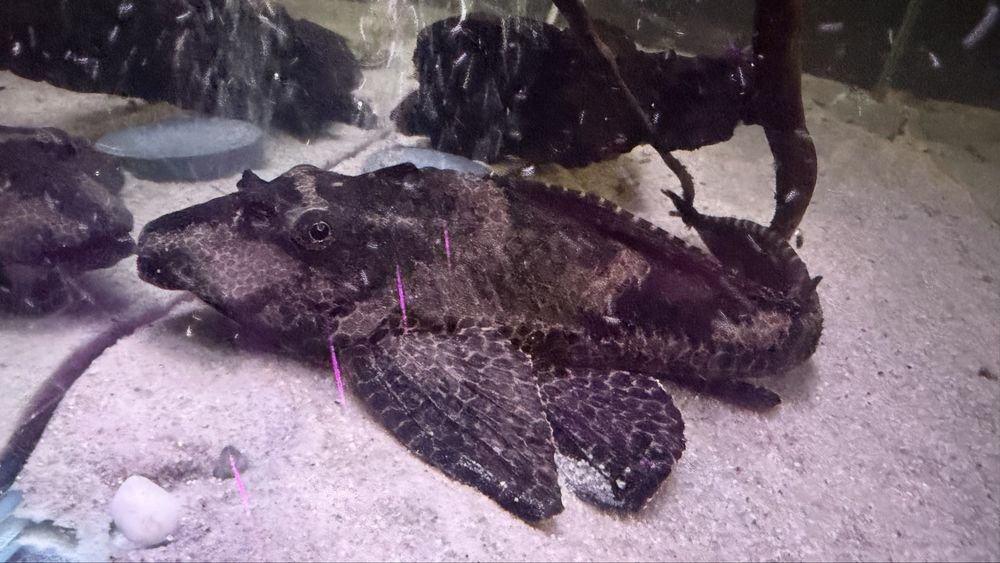 Парчовый птеригоплихт 25 см