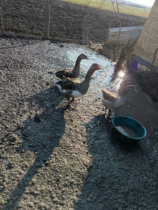 Vând familie de gâște crețe