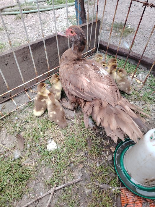 Ratuste leșești ciocolatii