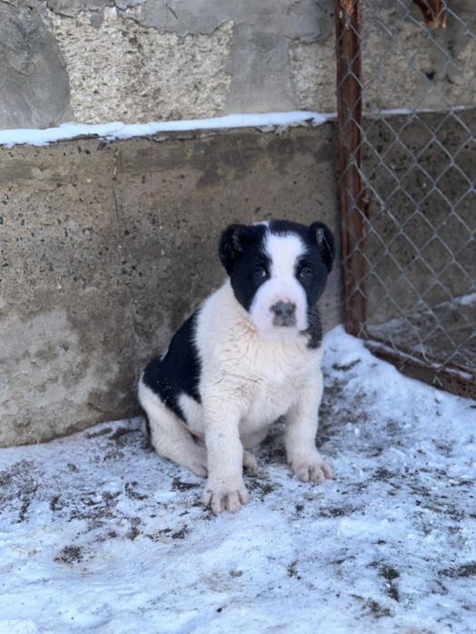 Сатылады алабай кушик