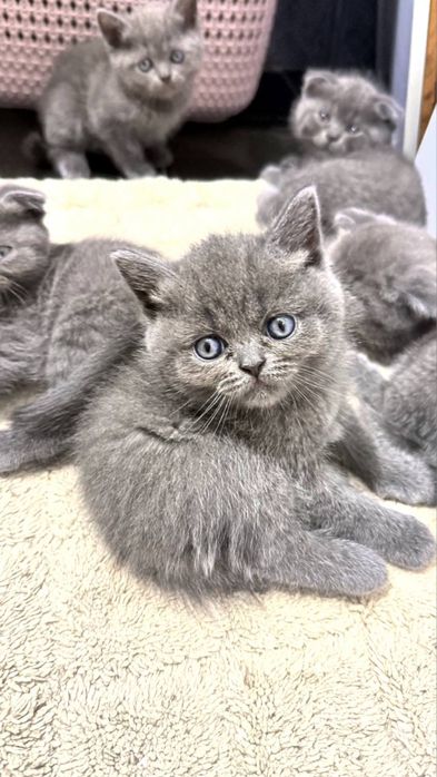Скотиш страйт и фолд