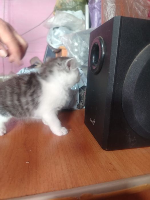 Британские  котята