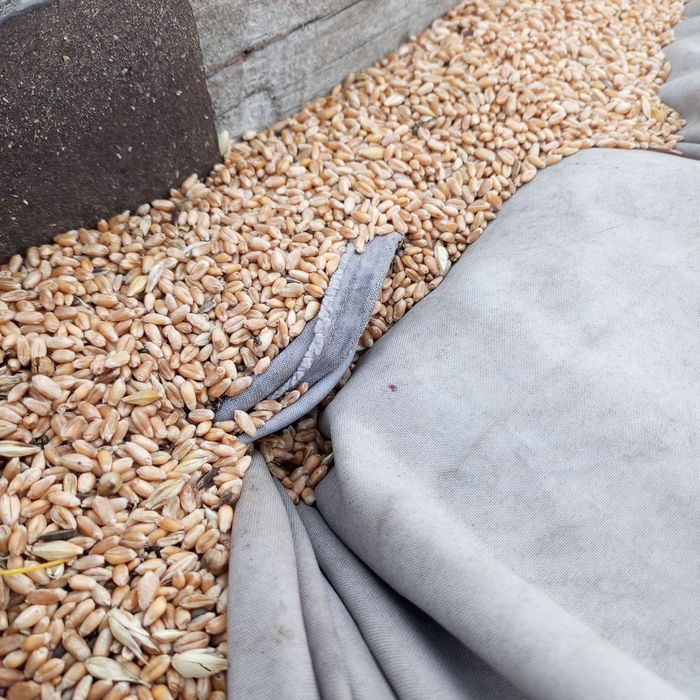 Пшеница для скот