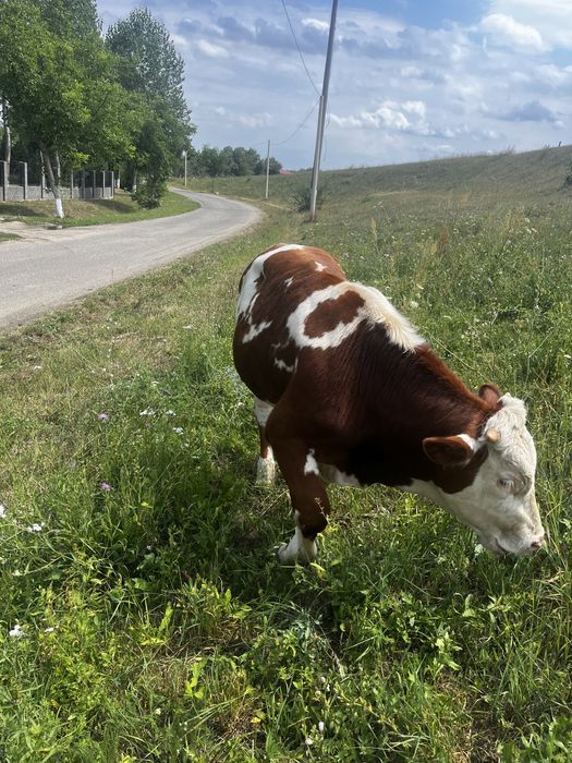Vând tăuraș