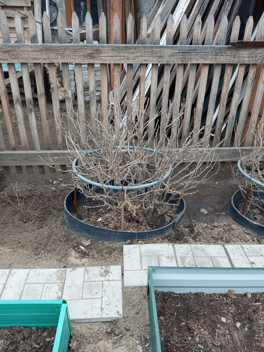 Сад и огород... саженцы