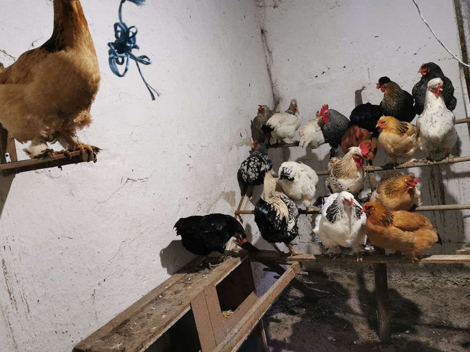 Ouă de consum sau de incubat