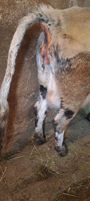 Продаётся корова