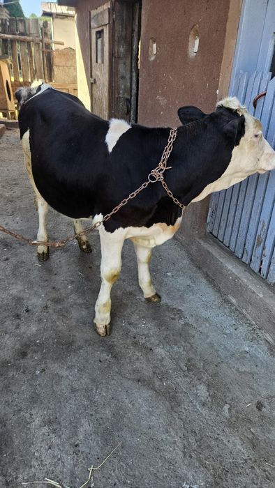 Vând o vițica bălțată