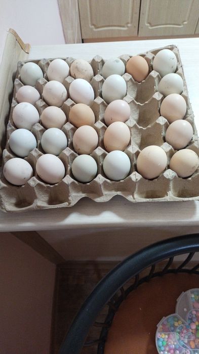 Инкубационные яйца