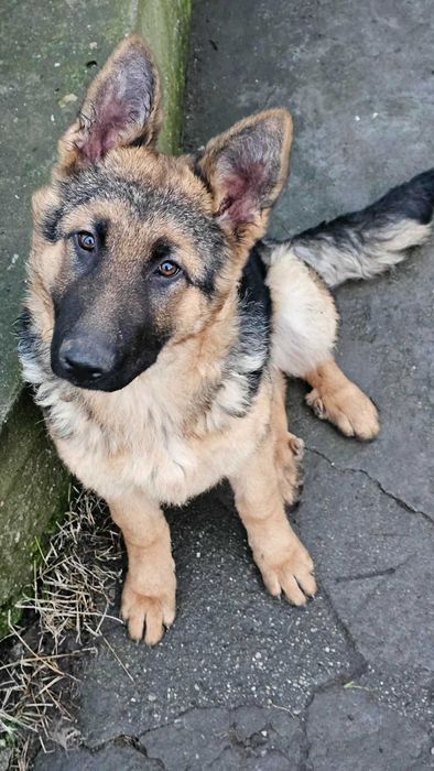 Женска немска овчарка