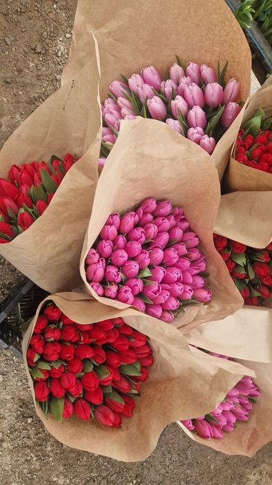 Принимаем заказы на Тюльпаны