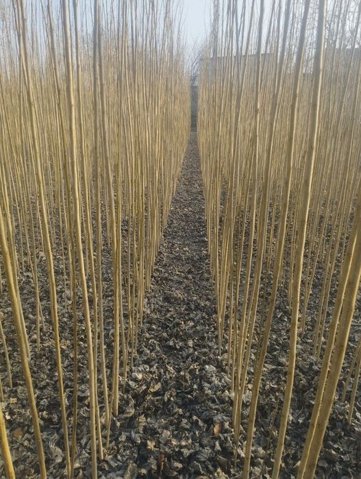 Terak kuchatlar bor cheklanmagan miqdorda