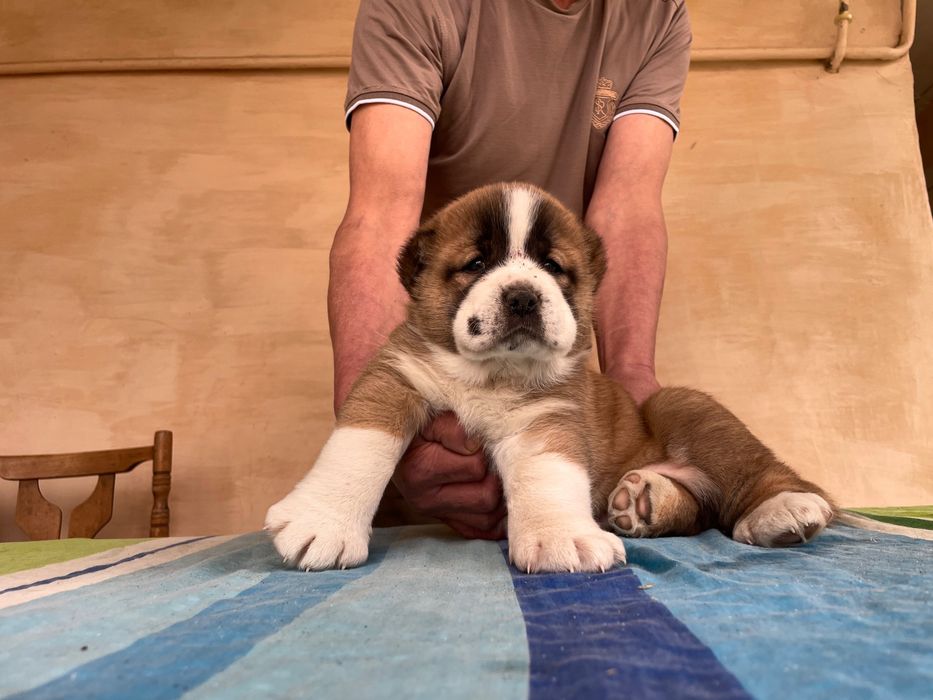 Щенок Алабая ( чистокровный ) Супер Гигант