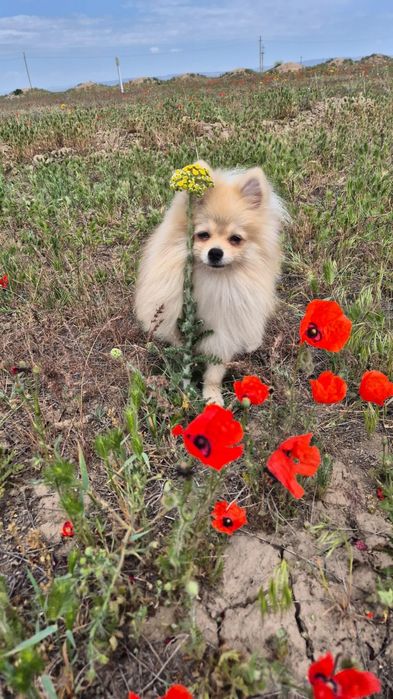 Вязка Немецкий малый шпиц