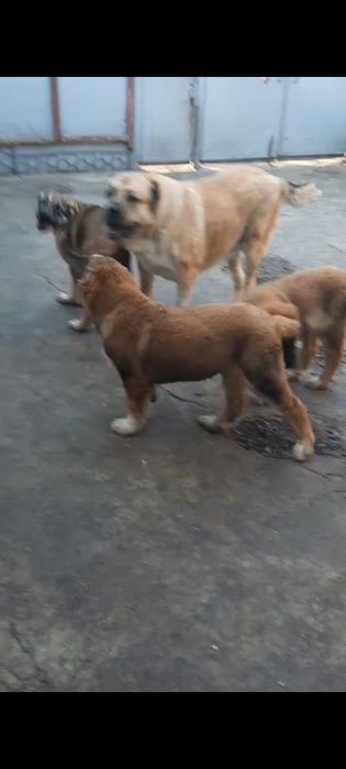 Продаются щенки Алабаи