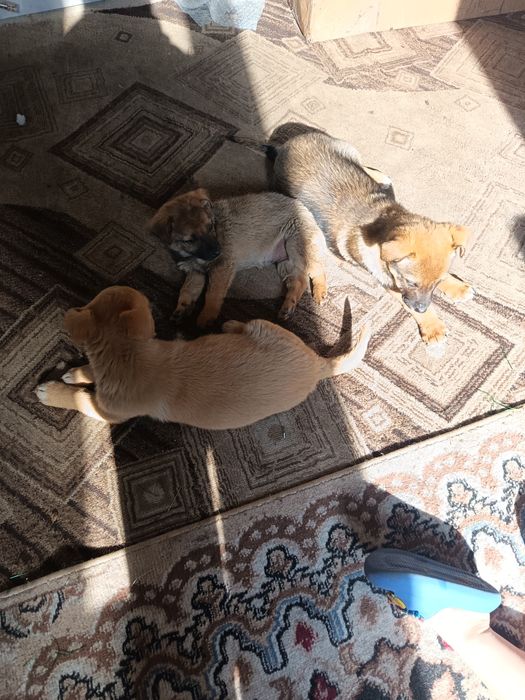 Отдам даром щенят