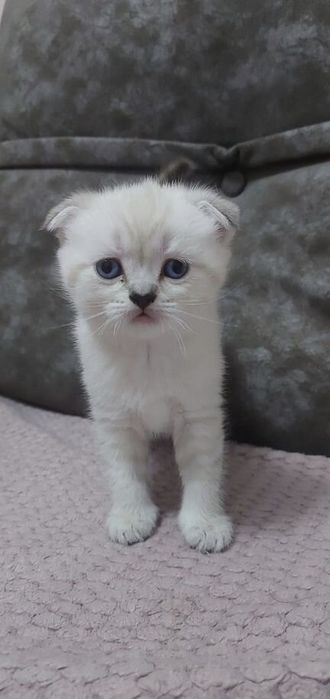 Шотландские Вислоушки Скоттиши