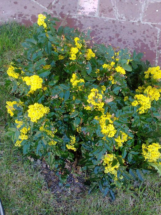 Самшит туя можевельник тис,