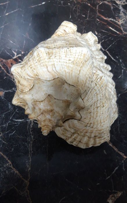Продам ракушку Куба