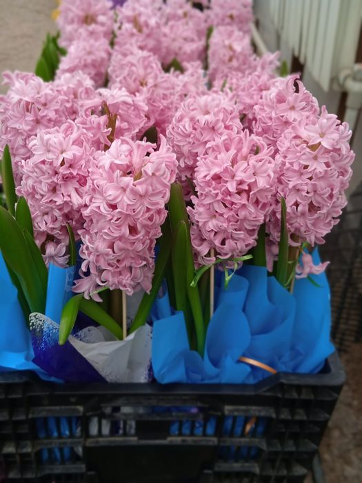 Тюльпаны и гиацинты к 8 марта