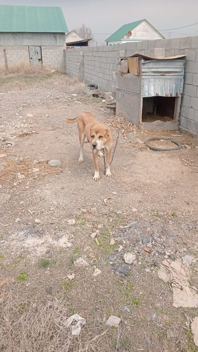 Алабай сатылады тез арада