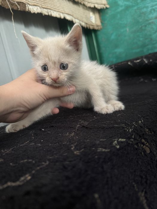Отдам котят в хорошие руки