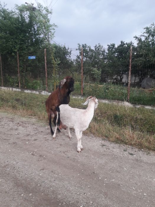 Țap.    de.   vânzare