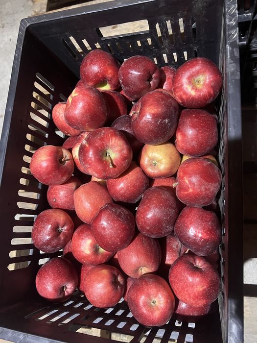 Продам яблоки   ( Американка )  1-2 сорт.