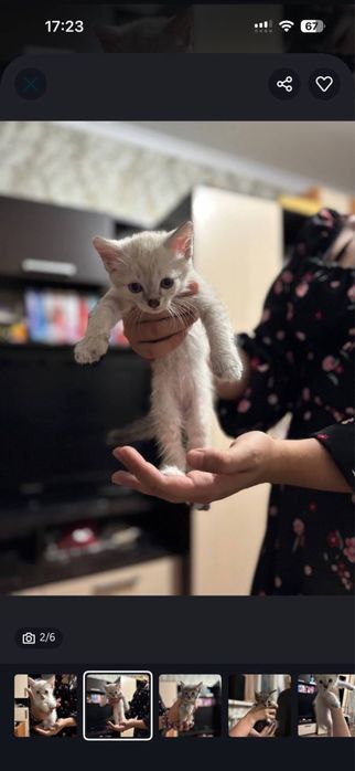 Котята мама сиамка