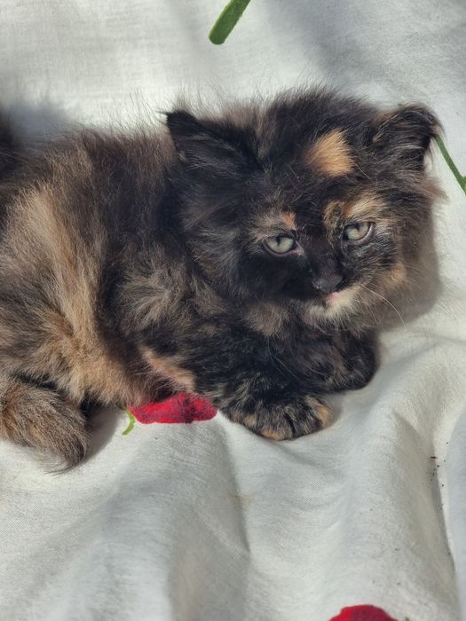 Продам британских котят