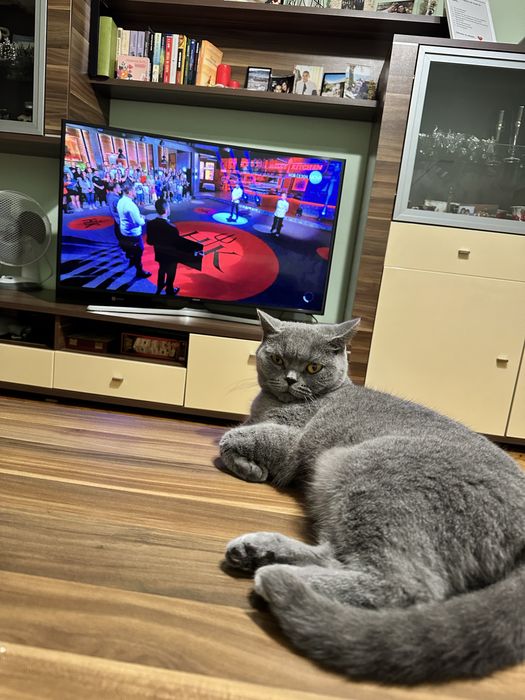 Британски късокосмести клепоухи