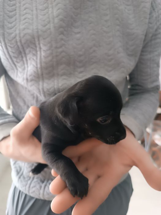 Продам щенка пинчера