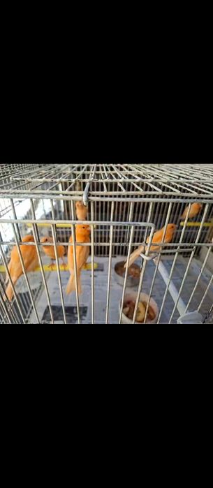 Продаются канарейки молодые здоровые