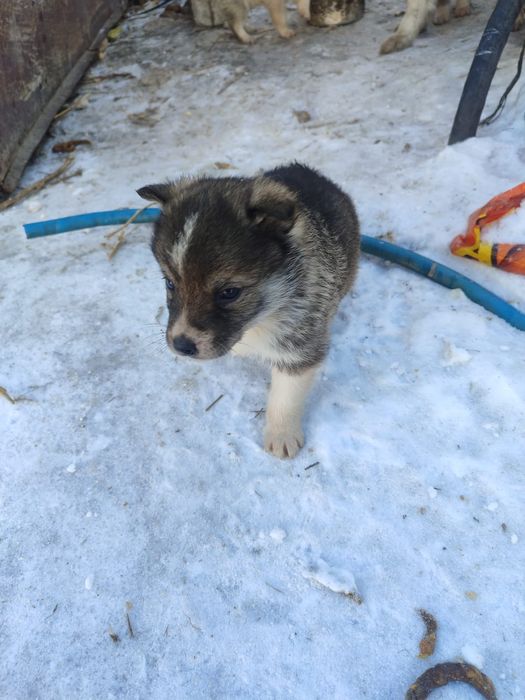 Щенок (девочка)западно- сибирской лайки