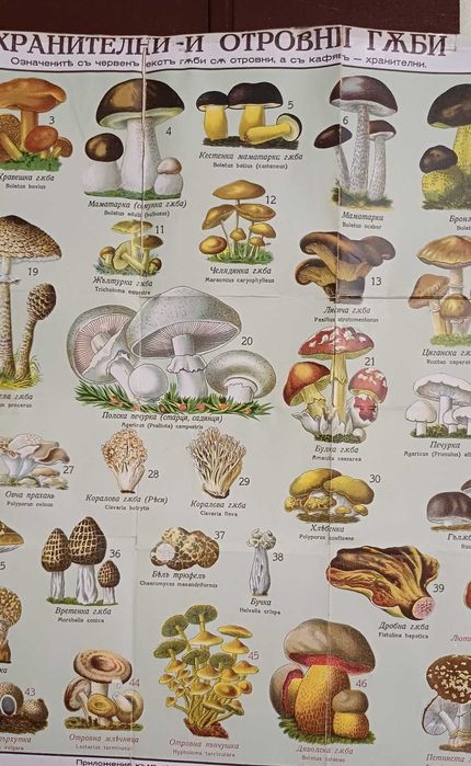 Пътеводител “Витоша и нейната околност като туристически обекти“